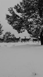 Snow Deer Winter Nature Animals