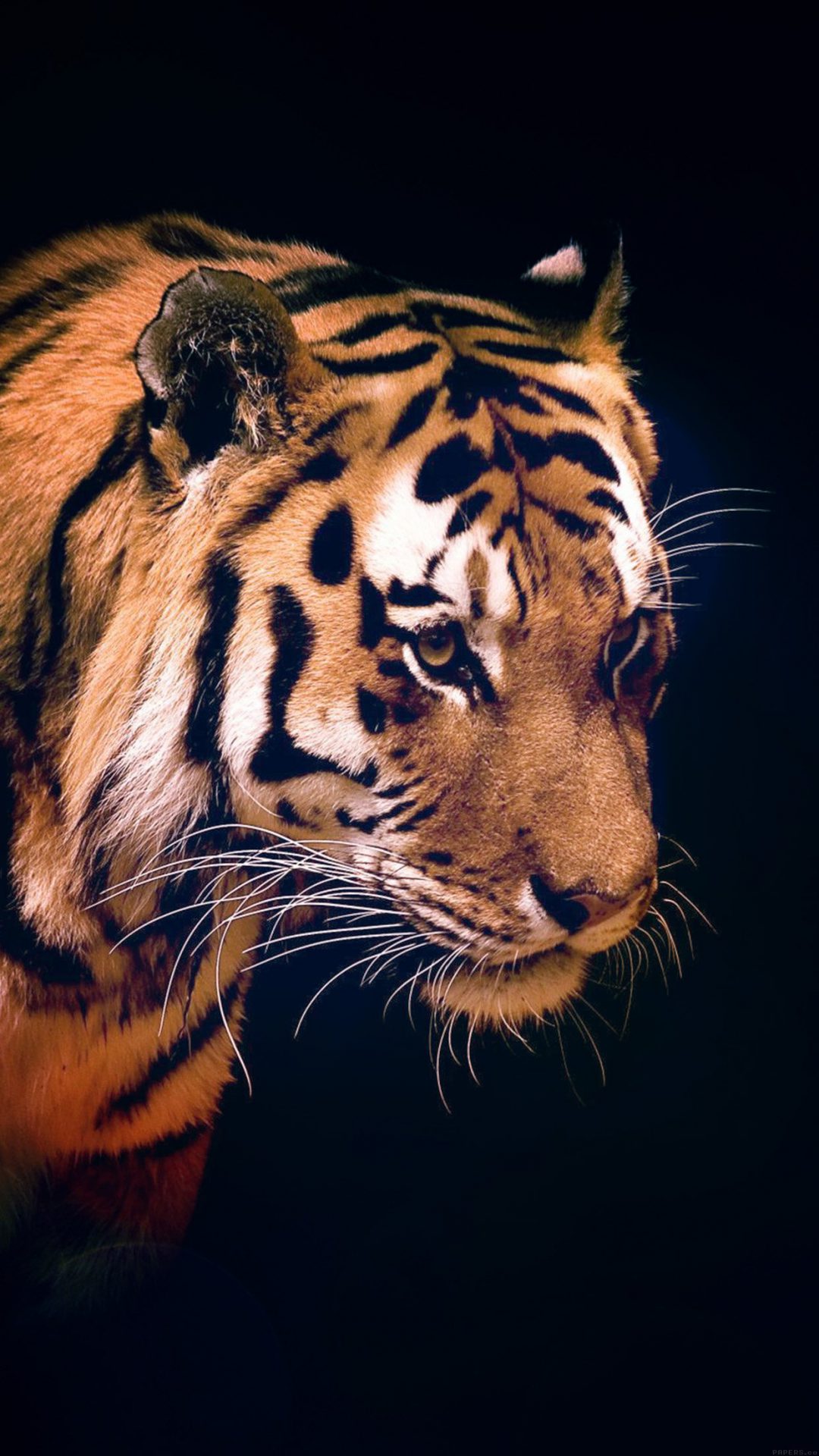 Tiger Dark Animal Love Nature