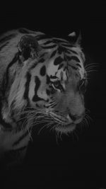 Tiger Dark Bw Animal Love Nature