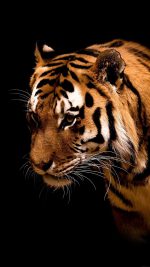 Tiger Jk Dark Animal Love Nature