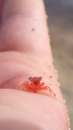 Tiny Little Crab Hand Animal Sea Cute Flare