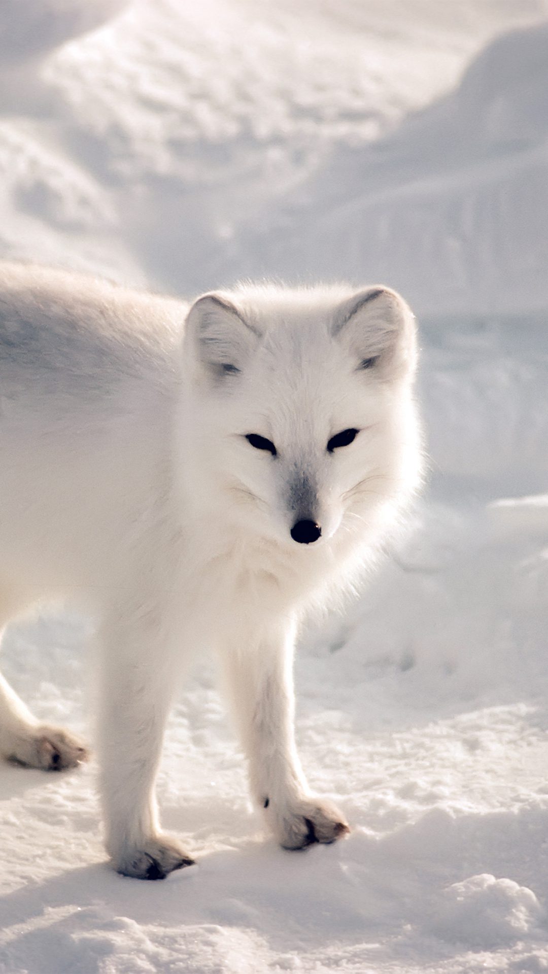 White Artic Fox Snow Winter Animal