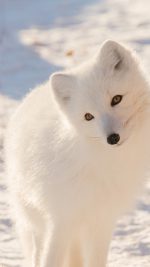 Winter Animal Fox White