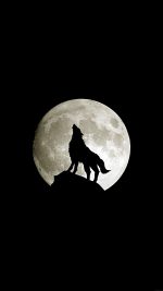 Wolf Howl Animal Dark Minimal Nature